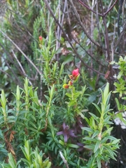 Castilleja talamancensis