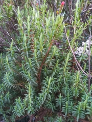 Castilleja talamancensis