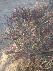 Tetracoccus capensis