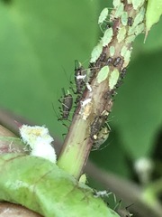Uroleucon sonchi