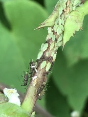 Uroleucon sonchi