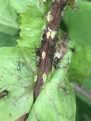 Uroleucon sonchi