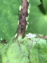 Uroleucon sonchi