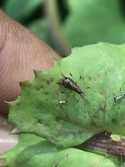 Uroleucon sonchi