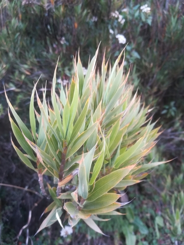Chusquea subtessellata