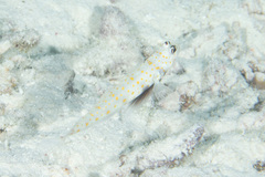 Amblyeleotris guttata