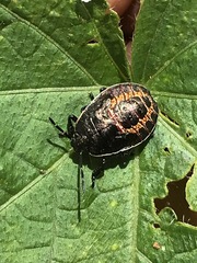 Apateticus marginiventris