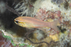 Ostorhinchus apogonoides