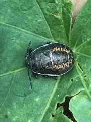 Apateticus marginiventris