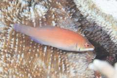 Pseudocheilinus evanidus