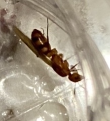 Camponotus variegatus