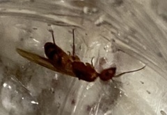 Camponotus variegatus