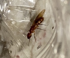 Camponotus variegatus