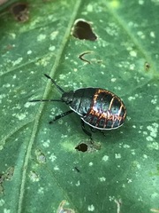 Apateticus marginiventris