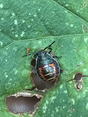 Apateticus marginiventris