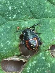 Apateticus marginiventris