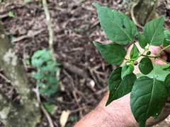 Capsicum annuum glabriusculum
