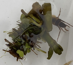 Limnephilus rhombicus