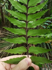 Asplenium polyodon image