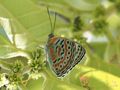 Sevenia benguelae