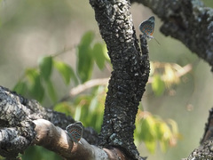 Sevenia benguelae