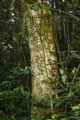 Castanopsis hystrix
