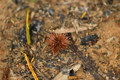 Castanopsis hystrix