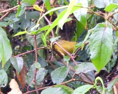 Cyanoderma chrysaeum