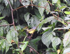 Phylloscopus poliogenys