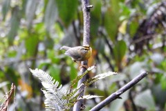 Schoeniparus cinereus