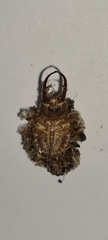 Nymphinae