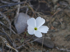 Linanthus dichotomus
