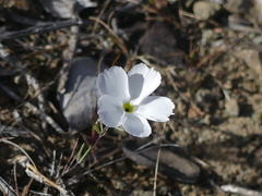 Linanthus dichotomus
