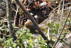 Trochalopteron affine