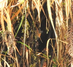 Spelaeornis badeigularis