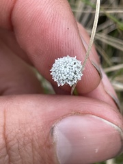 Eriocaulon texense