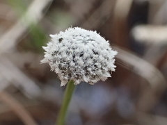 Eriocaulon texense