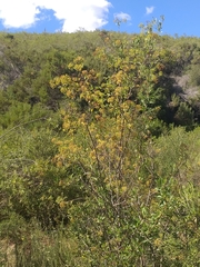 Heteromorpha arborescens arborescens
