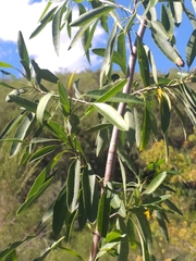 Heteromorpha arborescens arborescens