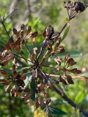 Heteromorpha arborescens arborescens