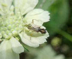 Closterotomus putoni