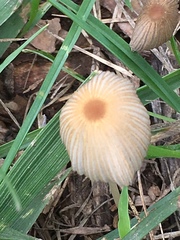 Parasola plicatilis image