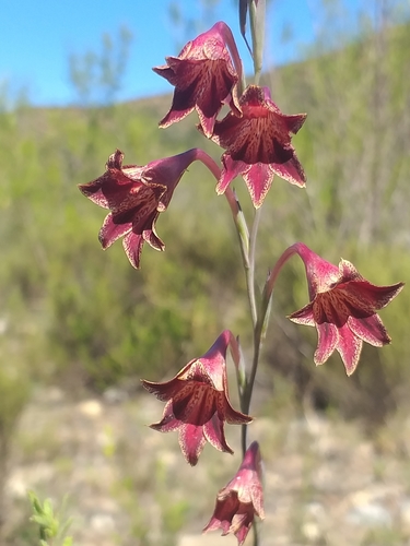 Image of Gladiolus emiliae by (c) kevin koen, some rights reserved (CC BY-SA)