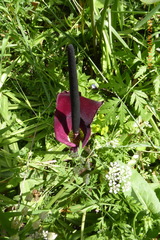 Arum palaestinum