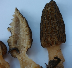 Morchella importuna