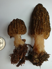 Morchella importuna