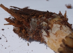 Morchella importuna