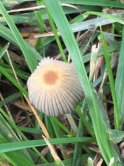Parasola plicatilis image