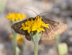 Euclidia ardita
