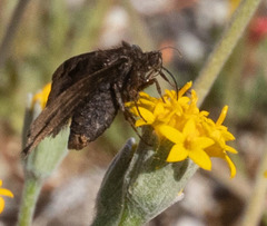 Euclidia ardita